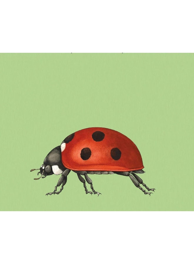 Build-a-Bug - Image 4