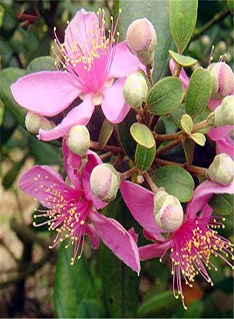 GGOOT Egrow 50 Pcs/Pack Rhodomyrtus Tomentosa Seeds Rhodomyrtus Tomentosa Tree Semente Plant Rhodomyrtus Tomentosa - Image 2