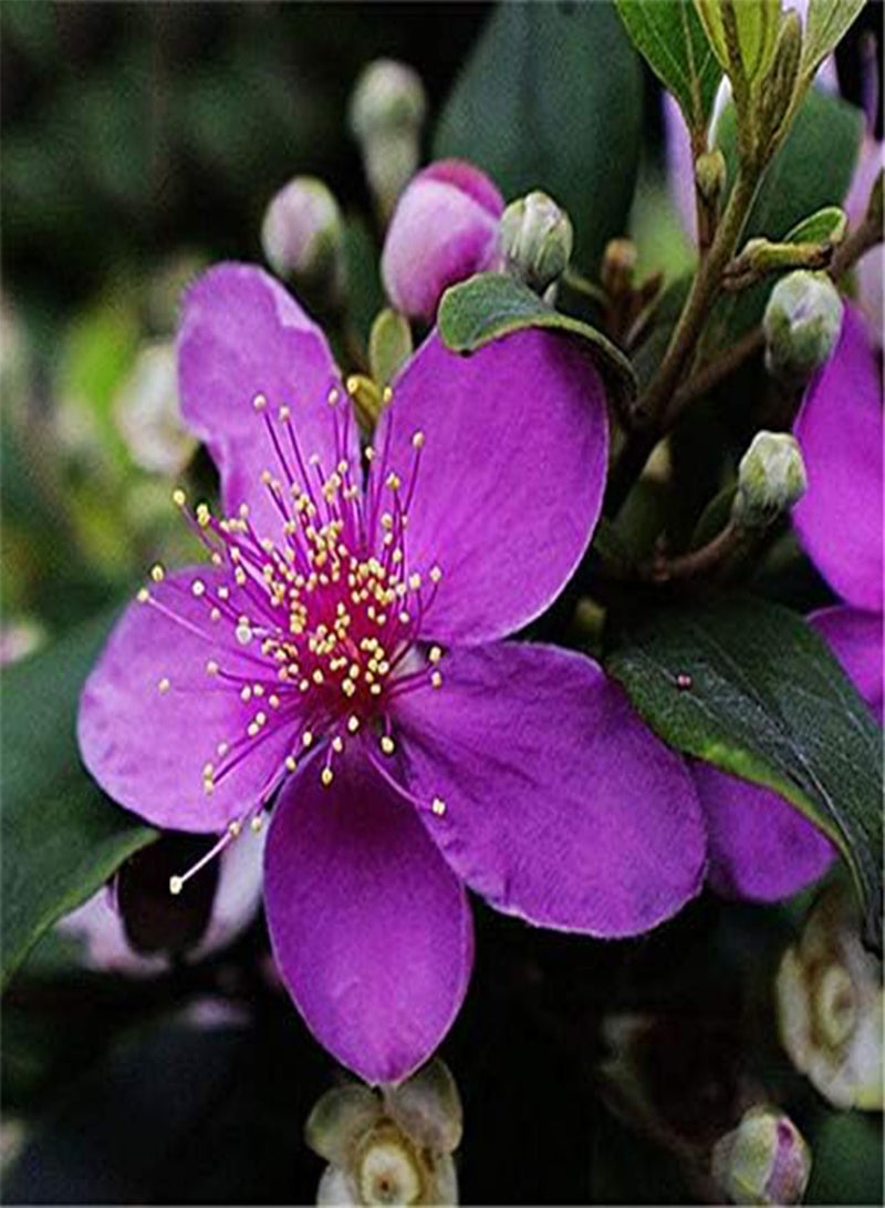 GGOOT Egrow 50 Pcs/Pack Rhodomyrtus Tomentosa Seeds Rhodomyrtus Tomentosa Tree Semente Plant Rhodomyrtus Tomentosa - Image 1