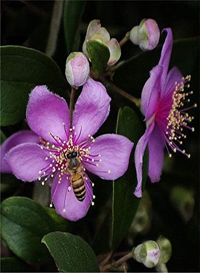 GGOOT Egrow 50 Pcs/Pack Rhodomyrtus Tomentosa Seeds Rhodomyrtus Tomentosa Tree Semente Plant Rhodomyrtus Tomentosa - Image 3