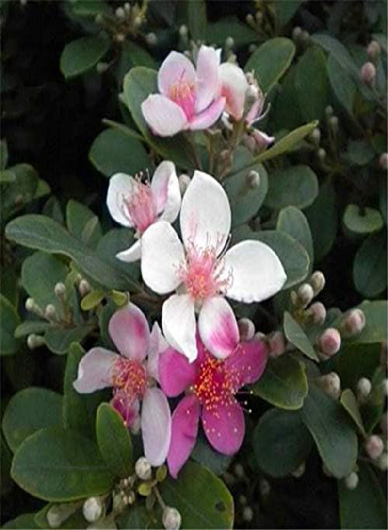 GGOOT Egrow 50 Pcs/Pack Rhodomyrtus Tomentosa Seeds Rhodomyrtus Tomentosa Tree Semente Plant Rhodomyrtus Tomentosa - Image 4