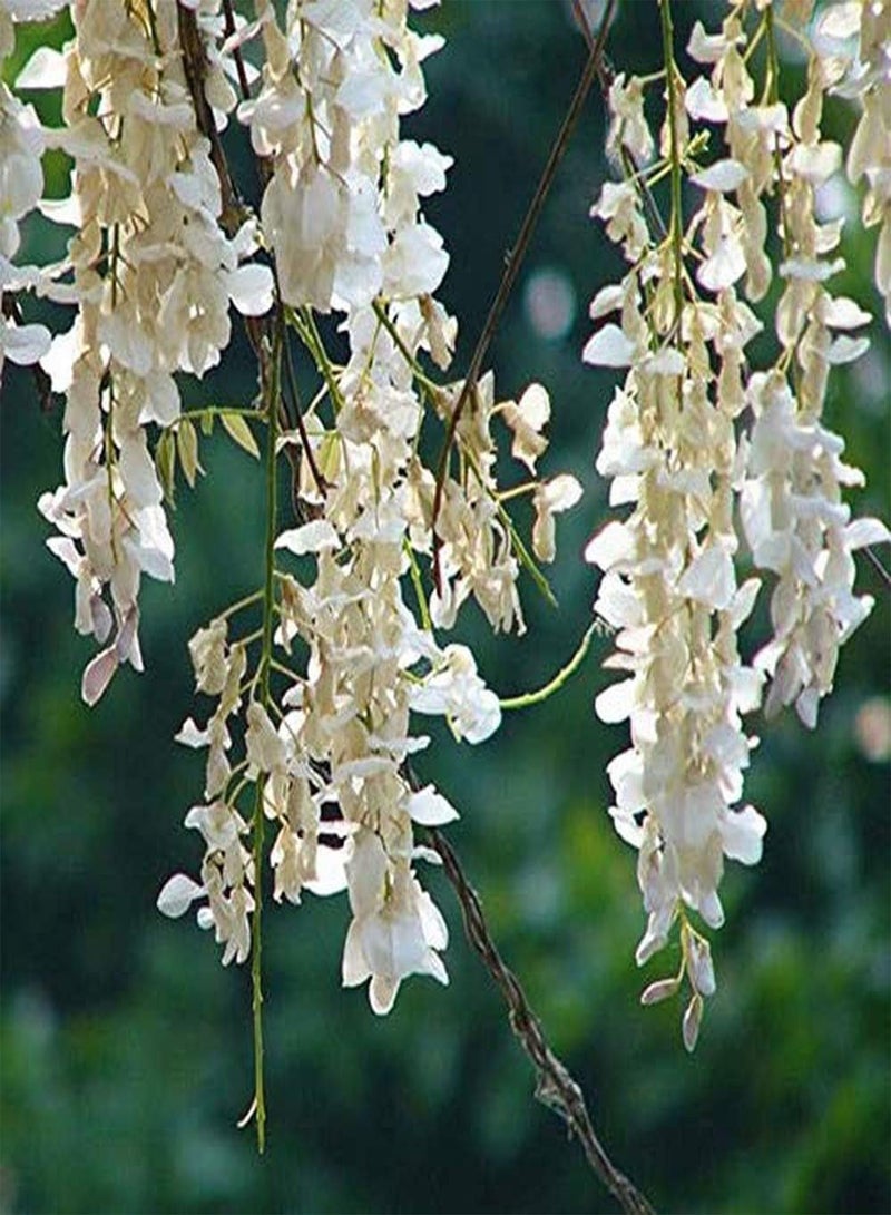 GGOOT 10Pcs Wisteria Seeds White Vine Petal Outdoor Planting Landscape Tree, Road Greening Decorative Plant Perennial Climbing Flower - Image 1