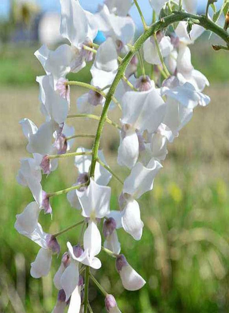 GGOOT 10Pcs Wisteria Seeds White Vine Petal Outdoor Planting Landscape Tree, Road Greening Decorative Plant Perennial Climbing Flower - Image 2