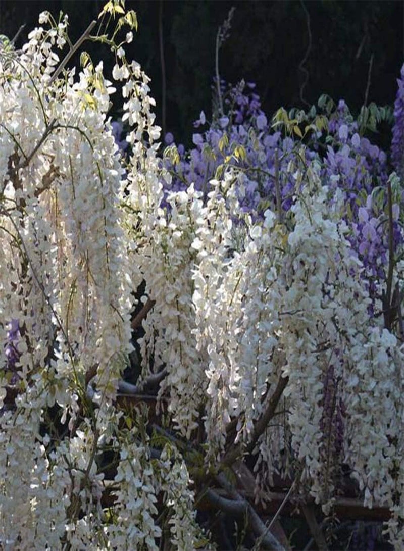 GGOOT 10Pcs Wisteria Seeds White Vine Petal Outdoor Planting Landscape Tree, Road Greening Decorative Plant Perennial Climbing Flower - Image 3