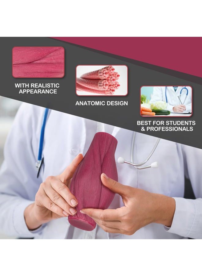 Skillssist Human Body Muscle & Fat Replica 1lb with Display Base, Silicone Realistic Anatomic Muscle Tissue & Fat Model for Nutritionists, Athletes, and Medical Students. - Image 2