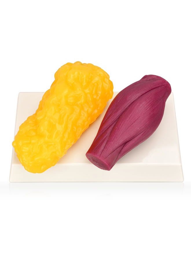 Skillssist Human Body Muscle & Fat Replica 1lb with Display Base, Silicone Realistic Anatomic Muscle Tissue & Fat Model for Nutritionists, Athletes, and Medical Students. - Image 1
