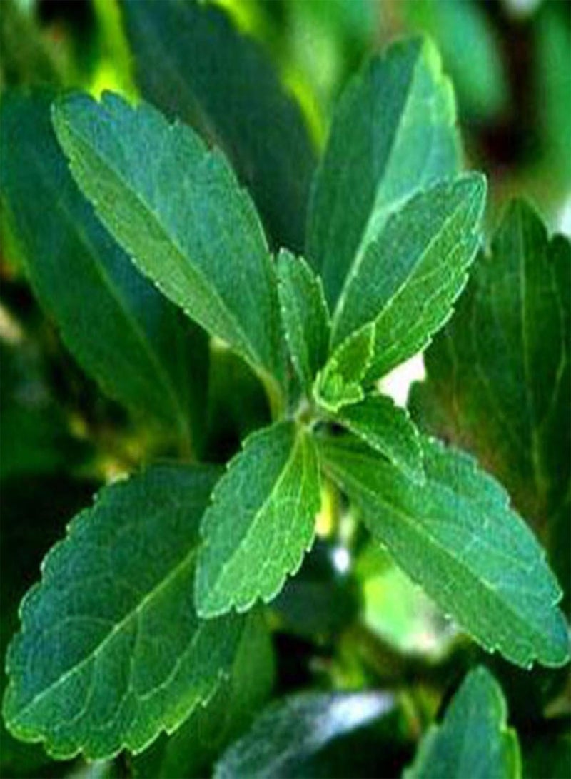 Seed for Planting,Stevia Rebaudiana Seeds Natural Sweeter Plant Home Garden Balcony Bonsai Decor-Stevia Seeds-400PCS