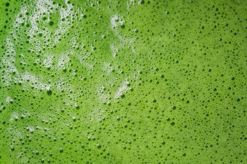 The Vedas Uji Kyoto Imperial Ceremonial Grade Matcha Tea crafted by Hamayen Vikshuva(ハマーン・ヴィクシュヴァ) | from Uji Kyoto | 50 grams - Image 4