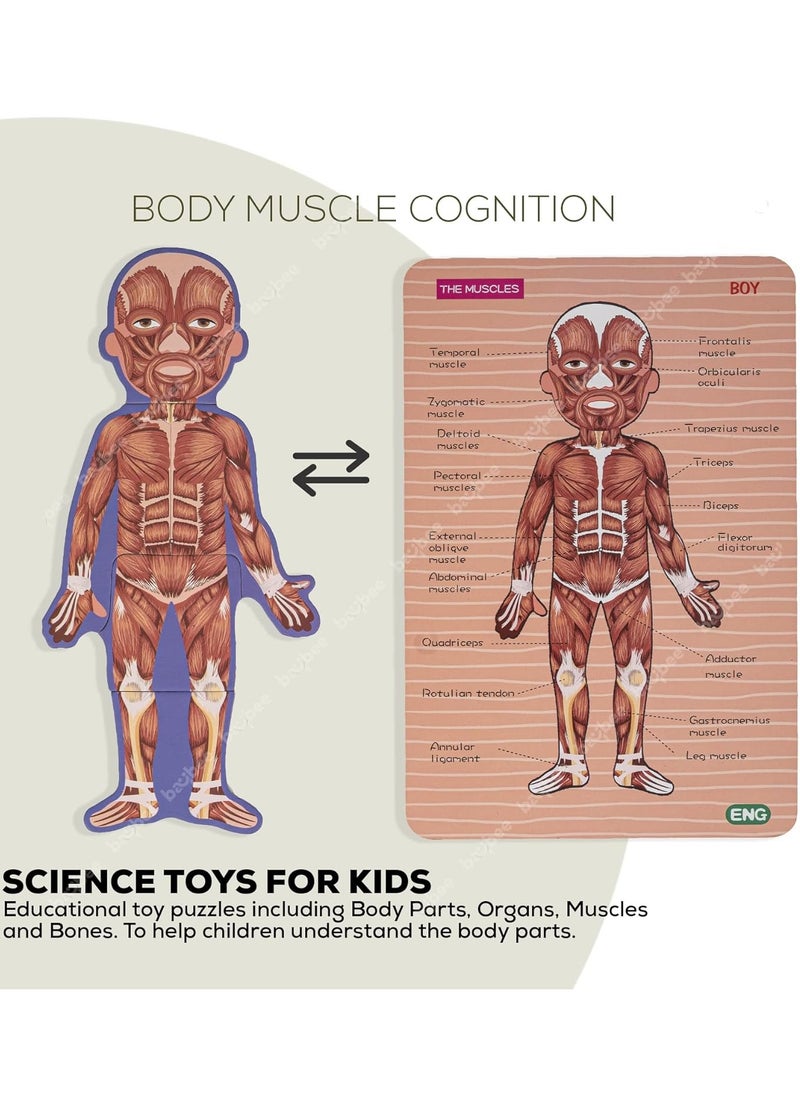 BAYBEE Baybee Kids Early Educational Learning Toys Human Body Parts Organs Model Jigsaw Puzzle Set Kids / Children Toys - Science Toys for Boys Girls Preschool Learning Toys  - Image 4