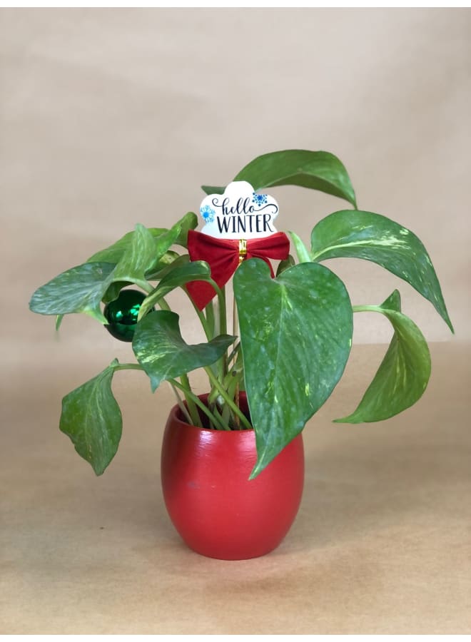 Decorative Handmade Pottery Plant Pot with natural pothos - red - 18*10 cm