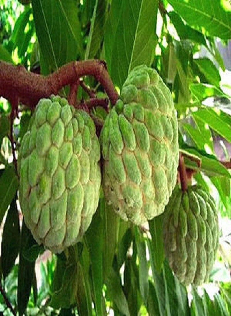 GGOOT 20Pcs Annona Seeds Sugar Apple Trees for Home Garden Farm Planting Rare Exotic Perennial Custard Apple Fruit Seed - Image 2