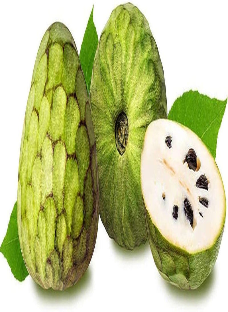 GGOOT 20Pcs Annona Seeds Sugar Apple Trees for Home Garden Farm Planting Rare Exotic Perennial Custard Apple Fruit Seed - Image 3