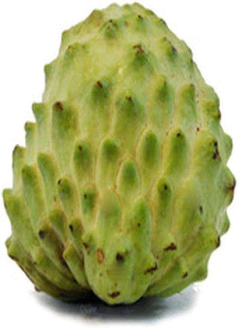 GGOOT 20Pcs Annona Seeds Sugar Apple Trees for Home Garden Farm Planting Rare Exotic Perennial Custard Apple Fruit Seed - Image 1