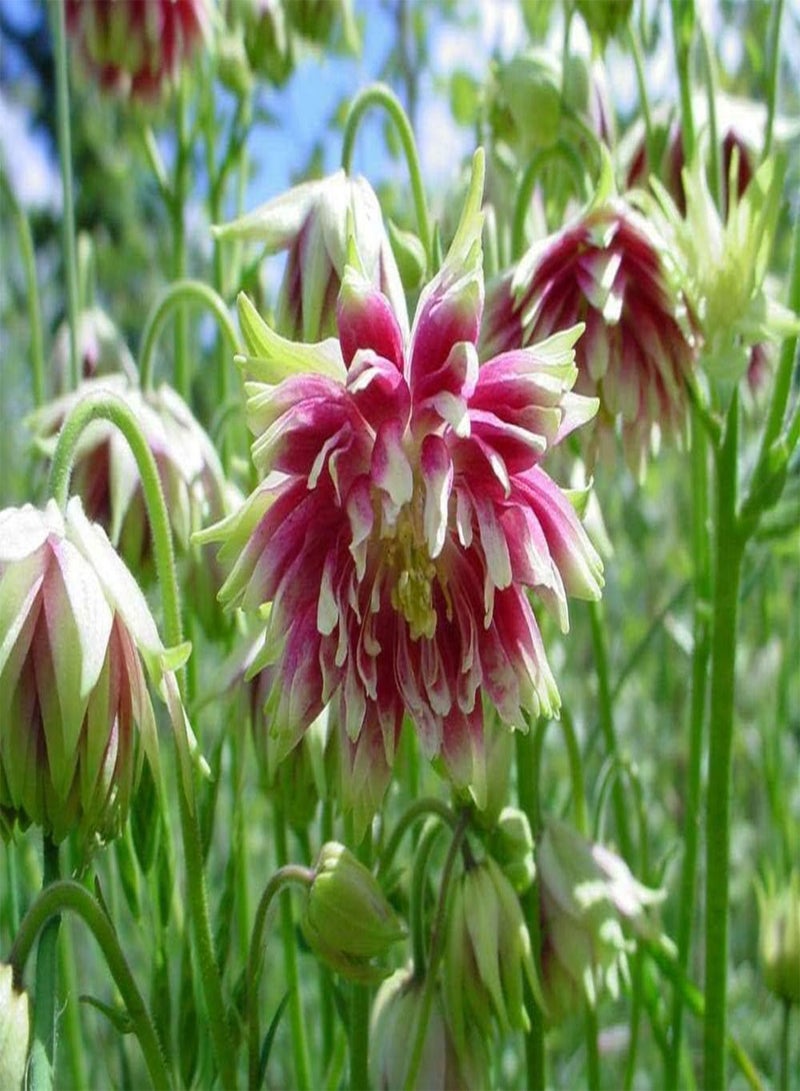 GGOOT Perennial Flower AQUILEGIA Columbine Nora Barlow 0.75 Gram ~ Approx 600 Seeds - Image 2