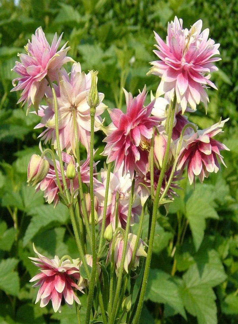 GGOOT Perennial Flower AQUILEGIA Columbine Nora Barlow 0.75 Gram ~ Approx 600 Seeds - Image 1