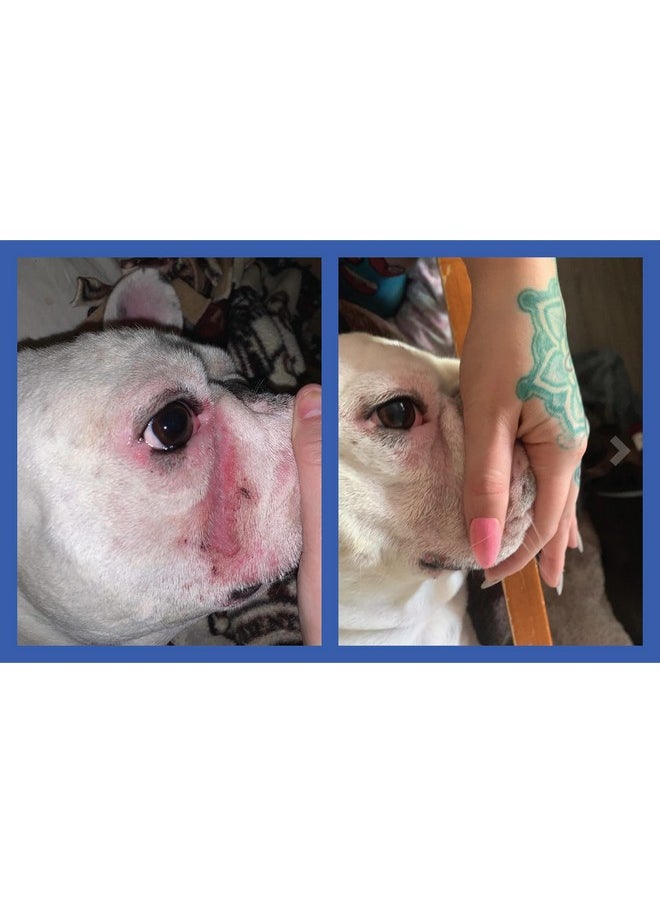 Squishface - Wrinkle Paste - Bulldog, French Bulldog, Pug, English Bulldog - Cleans Wrinkles, Tear Stain, Tail Pockets, And Paws - Anti-Itch Tear Stain Remover & Bulldog Wrinkle Cream, 2 Oz. - Image 1