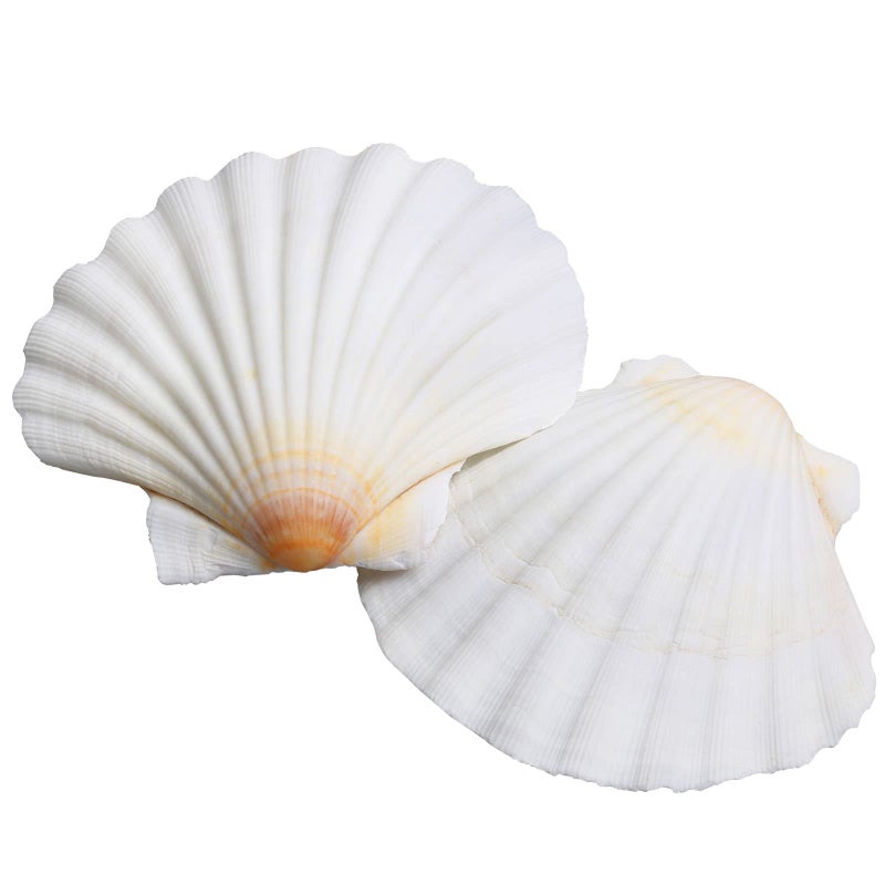LUCKY BABY 16pcs Scallop Shells White Natural Sea Shells for Crafts 2735 Inches Seashells for DIY Crafting Beach Wedding Home Decoration Baking