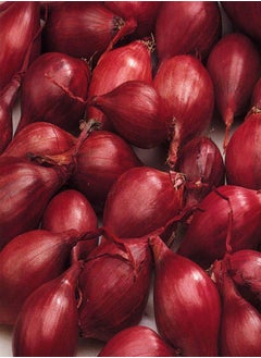 Onion Sets Piroska Red Onion Sets, Onion Sets Ready for Planting ,X50 Sets