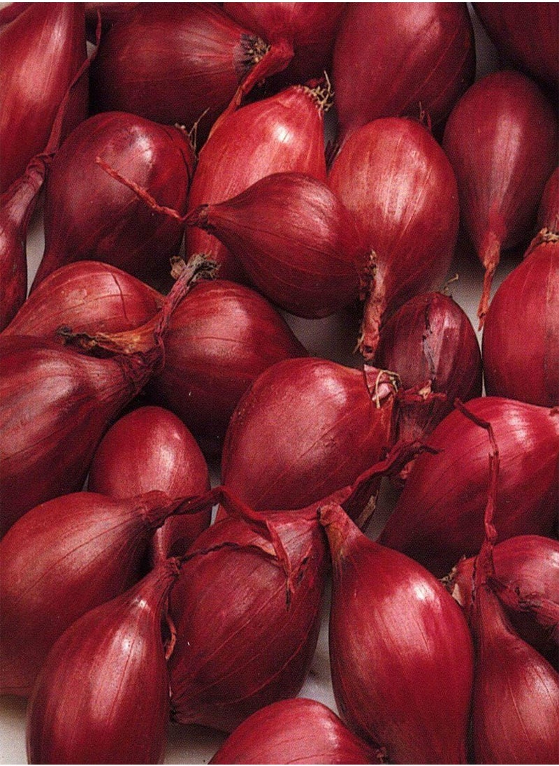 GGOOT - Onion Sets Piroska Red Onion Sets, Onion Sets Ready for Planting ,X50 Sets - Image 1