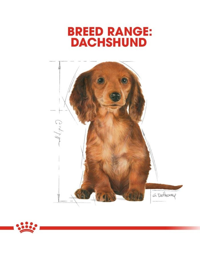 ROYAL CANIN Breed Health Nutrition Dachshund Puppy 1.5 KG - Image 5