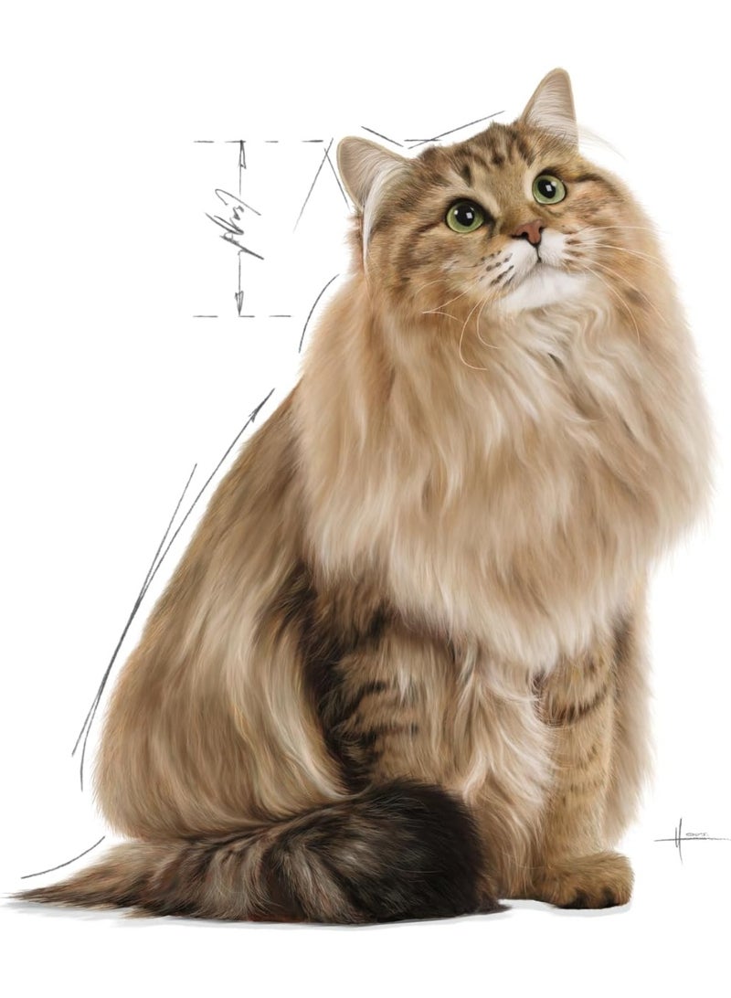 Generic Royal Canin INTENSE BEAUTY (IN GRAVY) 85 gm - Image 4