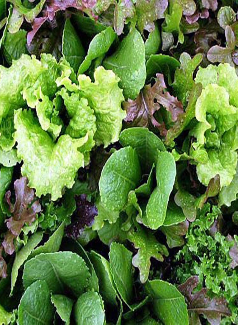 GGOOT 100Pcs/Bag Mix Seeds Non GMO Fast Growing High Germination Rate Summer Leaf Salad Greens Seed for Garden - Image 3
