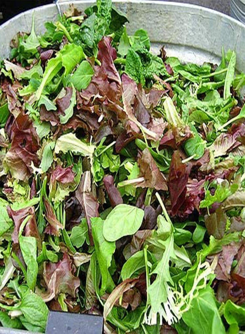 GGOOT 100Pcs/Bag Mix Seeds Non GMO Fast Growing High Germination Rate Summer Leaf Salad Greens Seed for Garden - Image 2