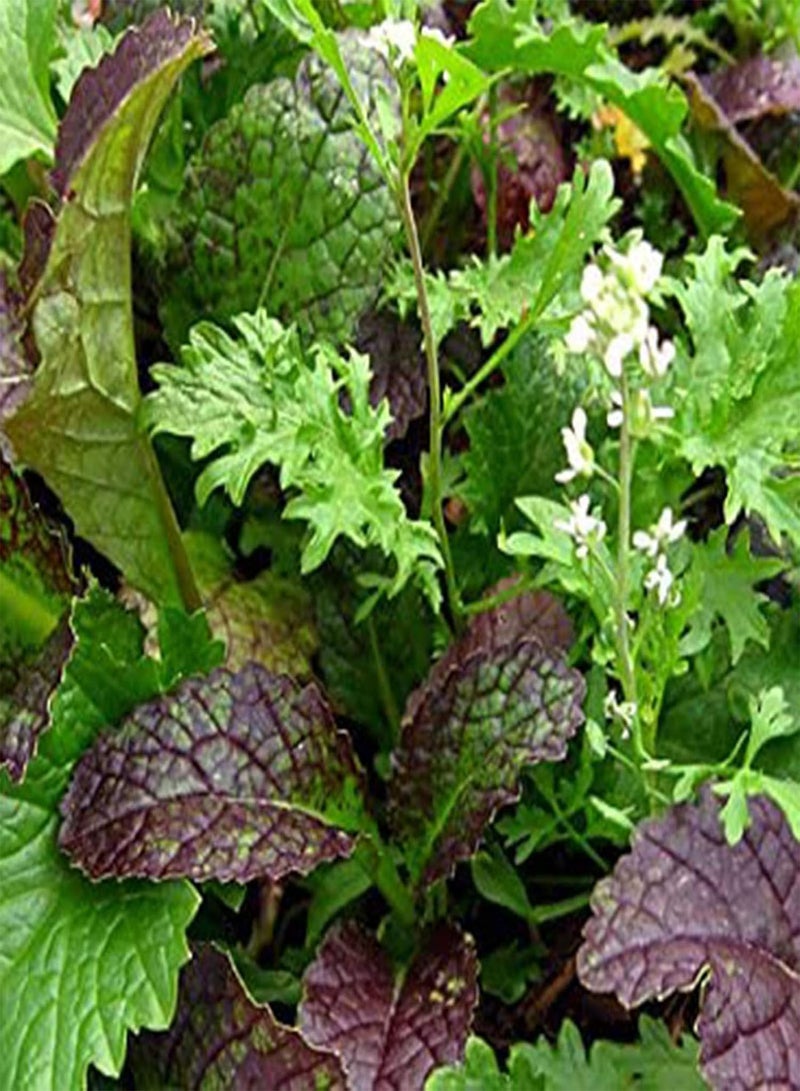 GGOOT 100Pcs/Bag Mix Seeds Non GMO Fast Growing High Germination Rate Summer Leaf Salad Greens Seed for Garden - Image 4