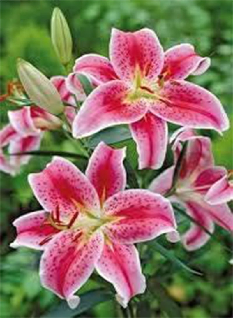 GGOOT seeds Fresh 2 pcs Amaryllis Flower Seeds for Planting Mixed 1