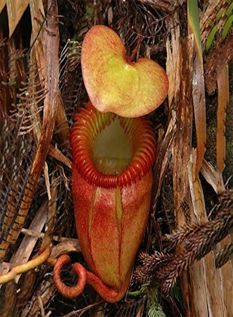 GGOOT Egrow 50PCS Nepenthes Seeds Potted Plant Eating Mosqutio Insert Garden Outdoor Flowers Bonsai - 5 - Image 3