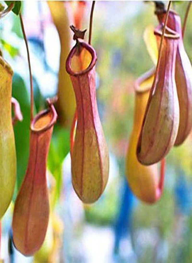 GGOOT Egrow 50PCS Nepenthes Seeds Potted Plant Eating Mosqutio Insert Garden Outdoor Flowers Bonsai - 5 - Image 2