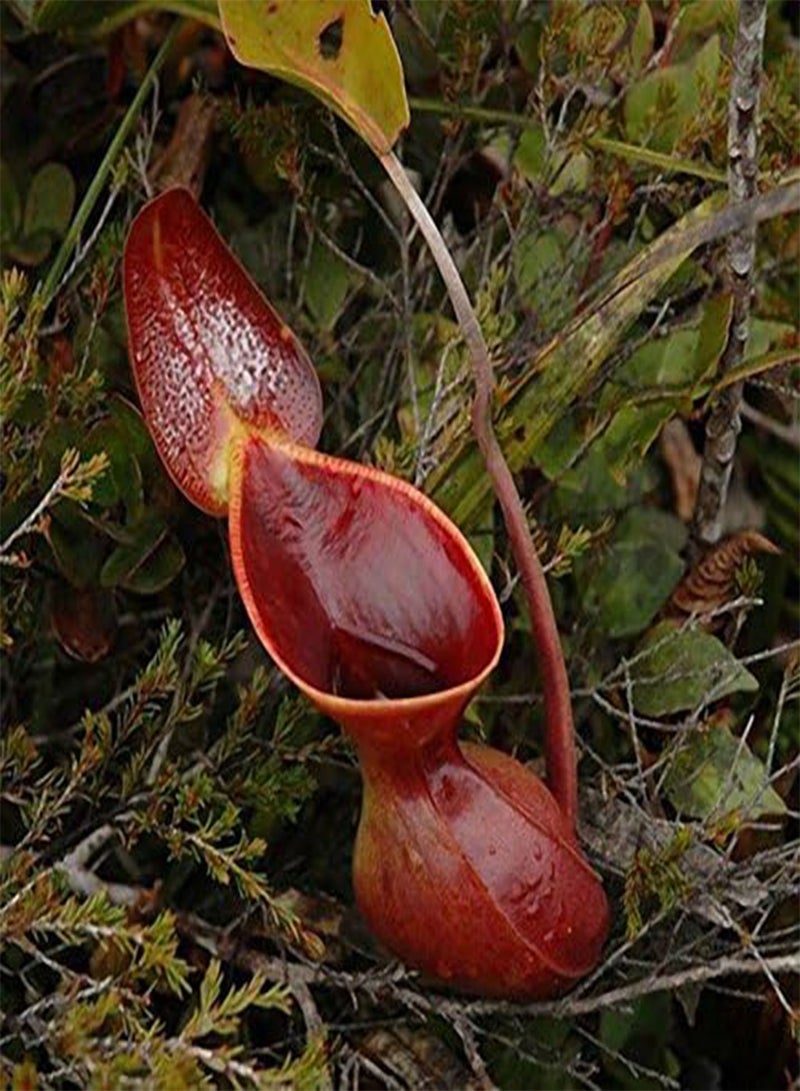 GGOOT Egrow 50PCS Nepenthes Seeds Potted Plant Eating Mosqutio Insert Garden Outdoor Flowers Bonsai - 5 - Image 4