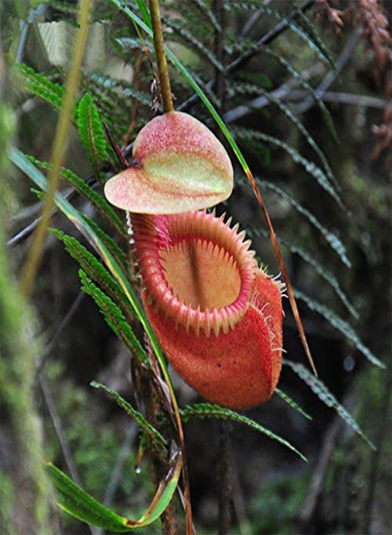 GGOOT Egrow 50PCS Nepenthes Seeds Potted Plant Eating Mosqutio Insert Garden Outdoor Flowers Bonsai - 5 - Image 5