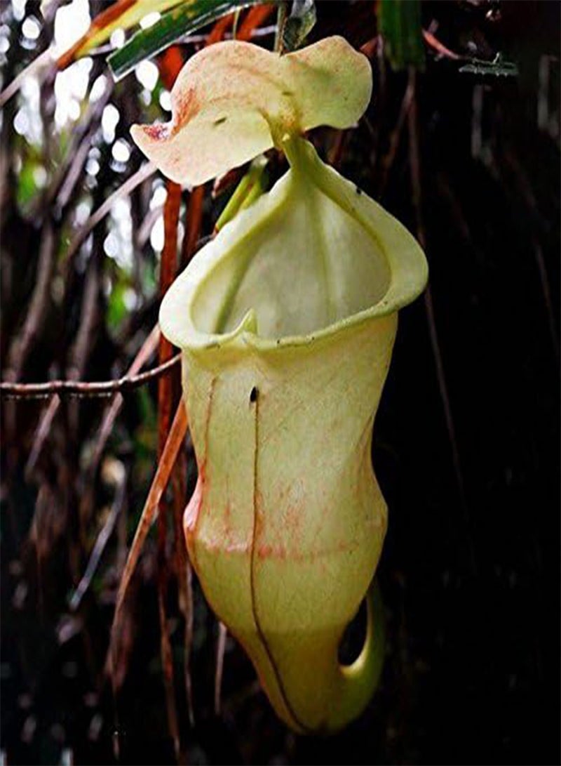 GGOOT Egrow 50PCS Nepenthes Seeds Potted Plant Eating Mosqutio Insert Garden Outdoor Flowers Bonsai - 5 - Image 1