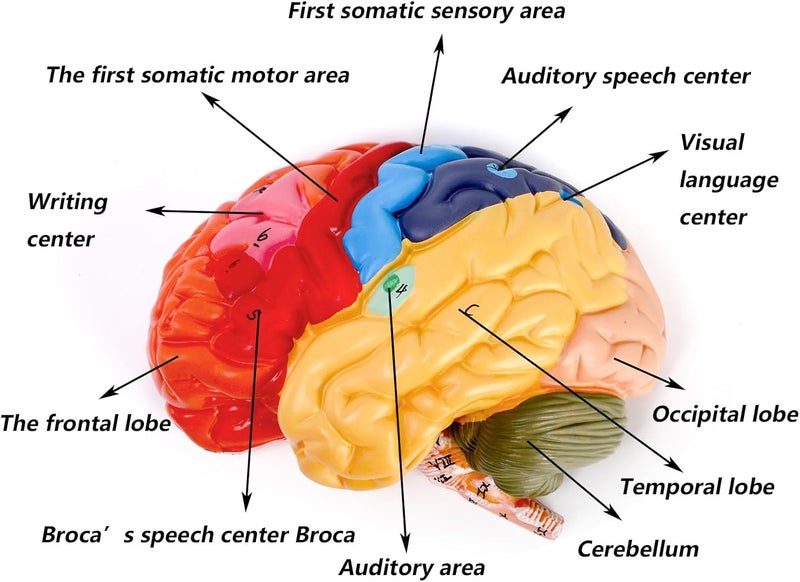 ZENFUN Life-Size Human Brain Anatomical Model, Color-Coded Partitioned Brain, 2 Parts, Anatomically Accurate Brain Model for Science Classroom Study Display Teaching Medical Model - Image 4