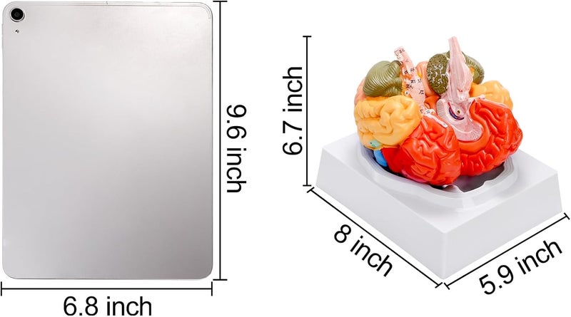 ZENFUN Life-Size Human Brain Anatomical Model, Color-Coded Partitioned Brain, 2 Parts, Anatomically Accurate Brain Model for Science Classroom Study Display Teaching Medical Model - Image 2