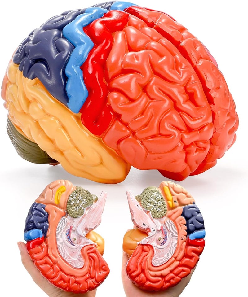 ZENFUN Life-Size Human Brain Anatomical Model, Color-Coded Partitioned Brain, 2 Parts, Anatomically Accurate Brain Model for Science Classroom Study Display Teaching Medical Model - Image 1