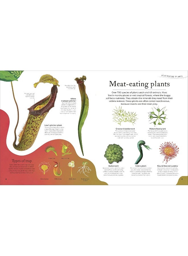 The Secret World of Plants: Tales of More Than 100 Remarkable Flowers, Trees, and Seeds - Image 5