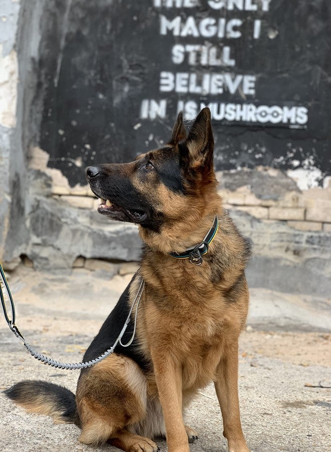OllyDog طوق مارتينجال ميسا من أولي دوغ، طوق مارتينجال سهل الارتداء للكلاب مع حزام عاكس، بدون مشبك، طوق جرو، مستلزمات الحيوانات الأليفة (صغير، أنثراسيت) - Image 4