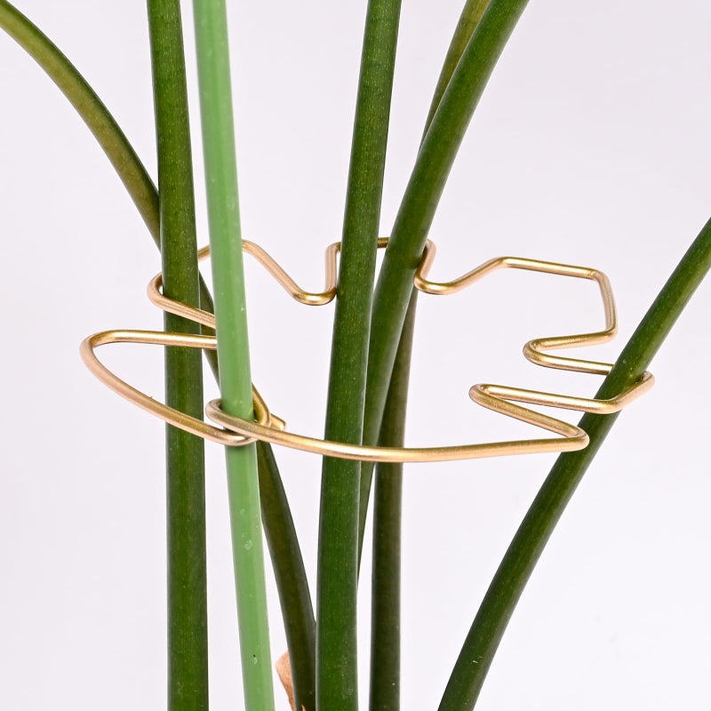 GOOOXIM 5.5 * 4.7IN Monstera Stem Support Stake with Clips - 5Pcs Durable Climbing Plant Support for Monstera, Fishbone Cactus, Easy Installation, for Plant Lovers - Image 1