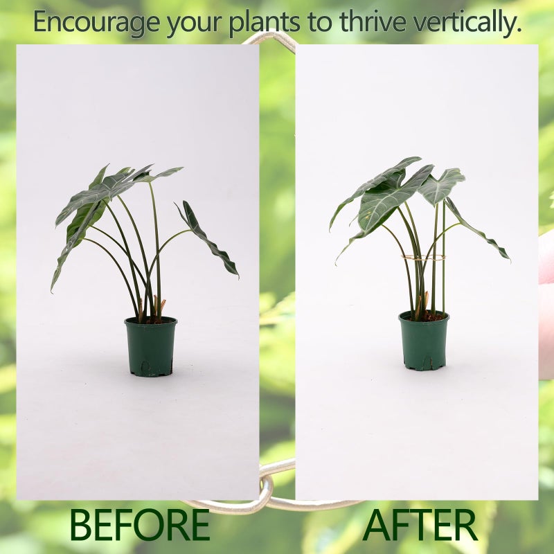 GOOOXIM 5.5 * 4.7IN Monstera Stem Support Stake with Clips - 5Pcs Durable Climbing Plant Support for Monstera, Fishbone Cactus, Easy Installation, for Plant Lovers - Image 3