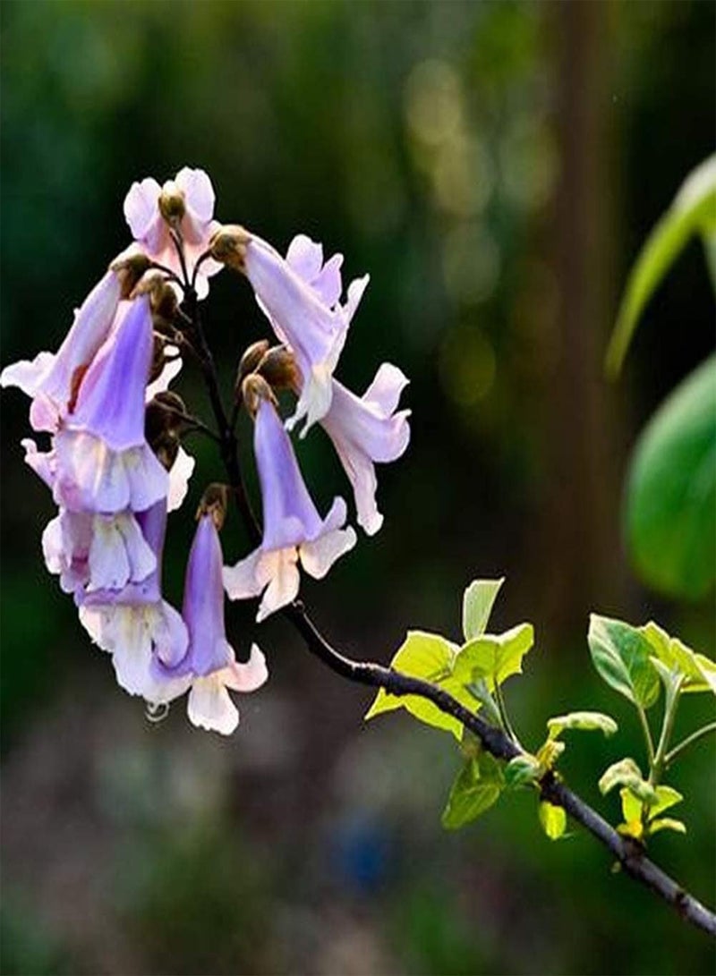 GGOOT 50Pcs Paulownia Seeds Straight Trunk Broad Canopy Deciduous Tree Precious Timber Species Outdoor Planting Decoration Planting in Garden Courtyard  - Image 1