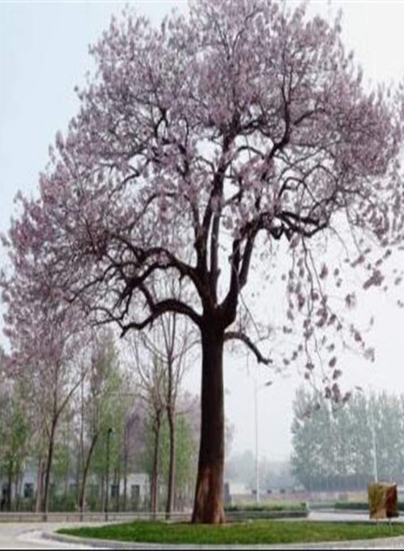 GGOOT 50Pcs Paulownia Seeds Straight Trunk Broad Canopy Deciduous Tree Precious Timber Species Outdoor Planting Decoration Planting in Garden Courtyard  - Image 2