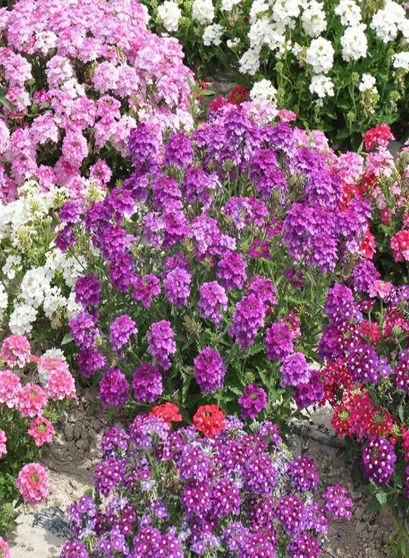 GGOOT 100Pcs/Bag Verbena Seeds, Heat Tolerant Fragrant Mixed Colors Verbena Hybrida Flower Seeds for Yard - Mix Color Verbena Seeds - Image 4