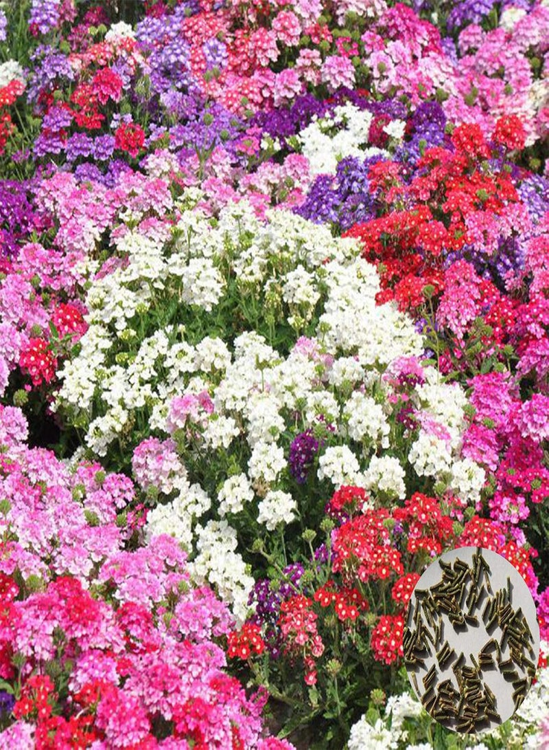 GGOOT 100Pcs/Bag Verbena Seeds, Heat Tolerant Fragrant Mixed Colors Verbena Hybrida Flower Seeds for Yard - Mix Color Verbena Seeds - Image 1