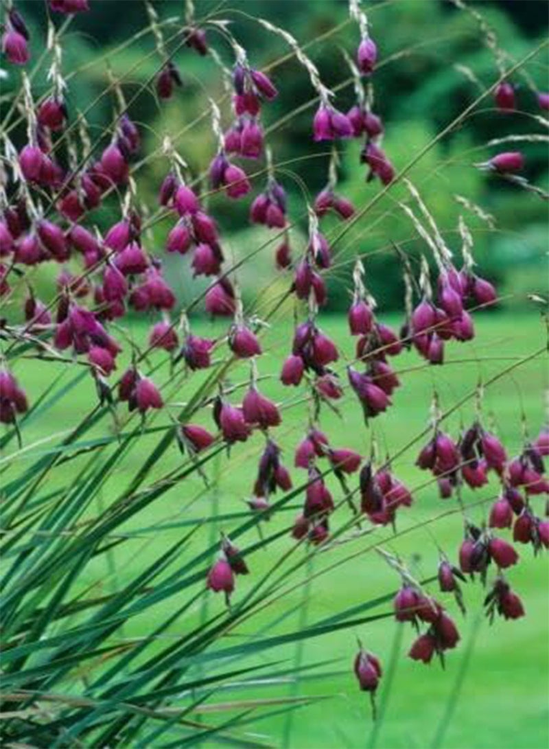 GGOOT 10 Seeds of Dierama 'Blackbird'
