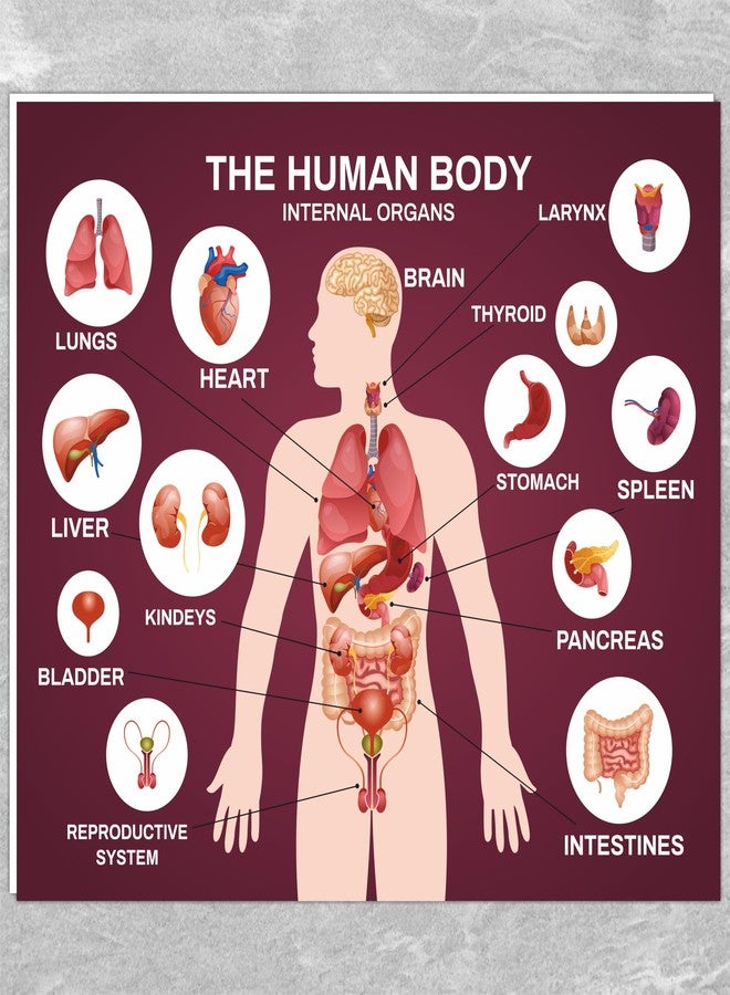 ATTRACTSO - THE HUMAN BODY INTERNAL ORGANS PARTS Self adhesive vinyl, 5mm sunboard SIGN BOARD size - 12"x10" inch (Set of 1) - Image 1