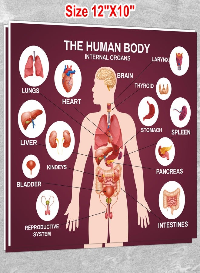 ATTRACTSO - THE HUMAN BODY INTERNAL ORGANS PARTS Self adhesive vinyl, 5mm sunboard SIGN BOARD size - 12"x10" inch (Set of 1) - Image 2