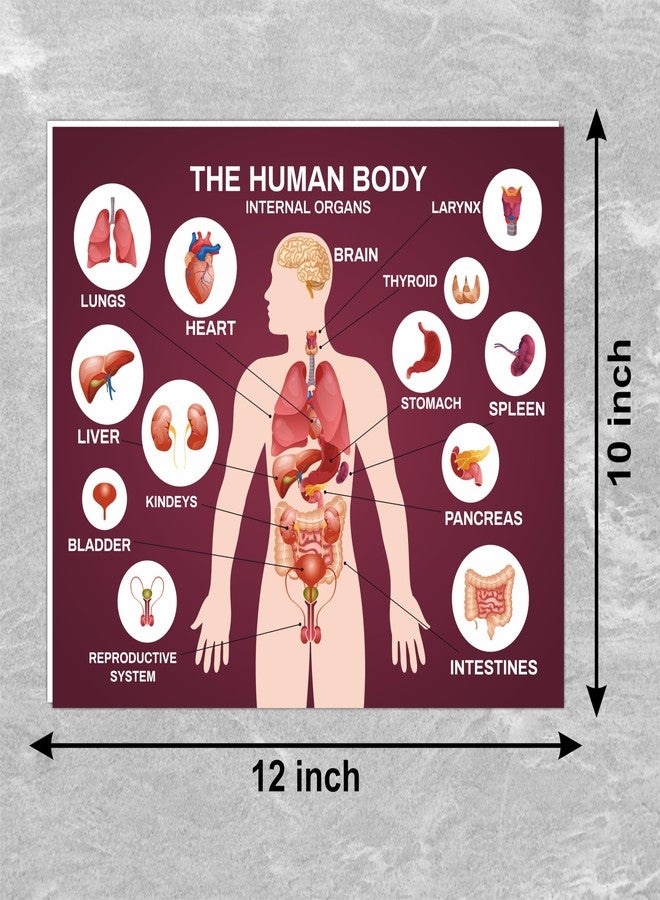 ATTRACTSO - THE HUMAN BODY INTERNAL ORGANS PARTS Self adhesive vinyl, 5mm sunboard SIGN BOARD size - 12"x10" inch (Set of 1) - Image 5