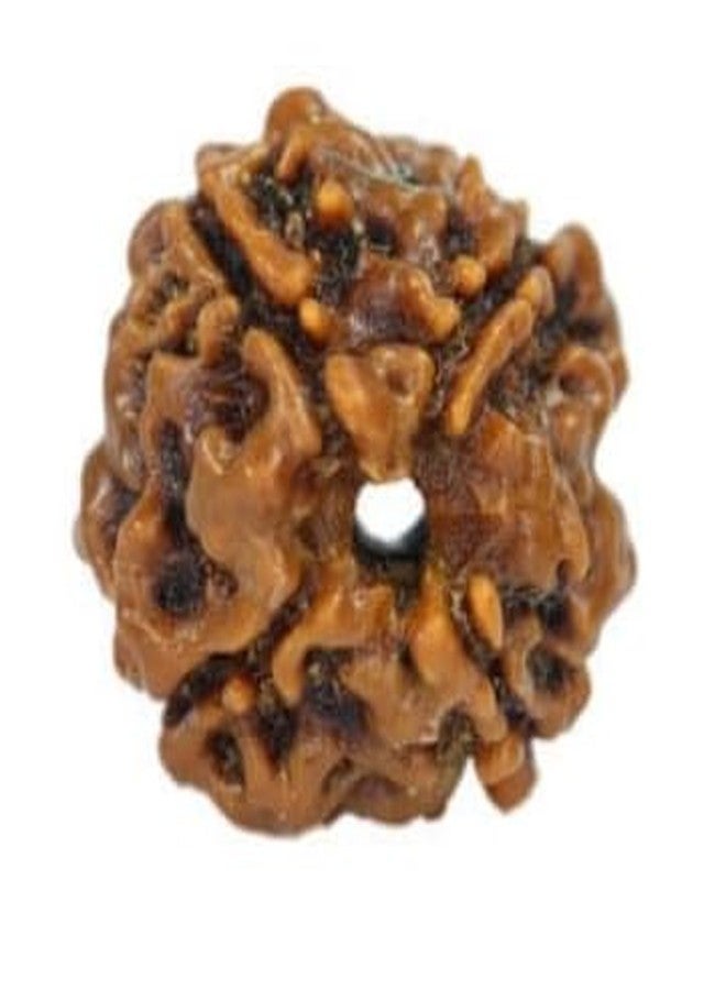 TRINETRA GEMS STONE Real Holy Beads 4 Mukhi Rudraksha From Nepal Natural Four Face Rudraksha Original Certified By Lab For Men And Women - Image 2